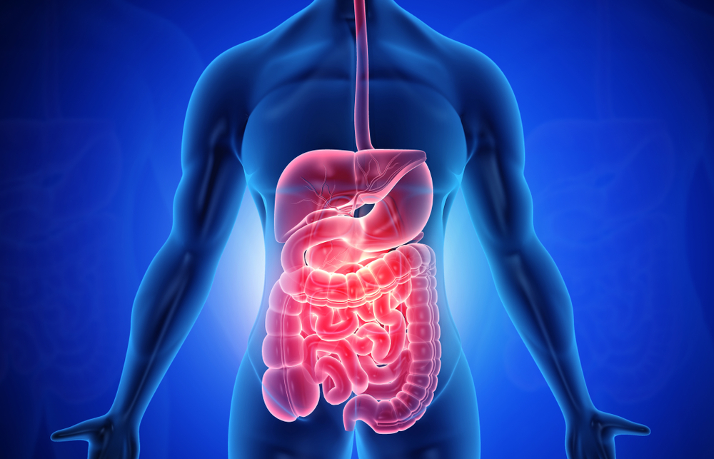 What is the Gut?